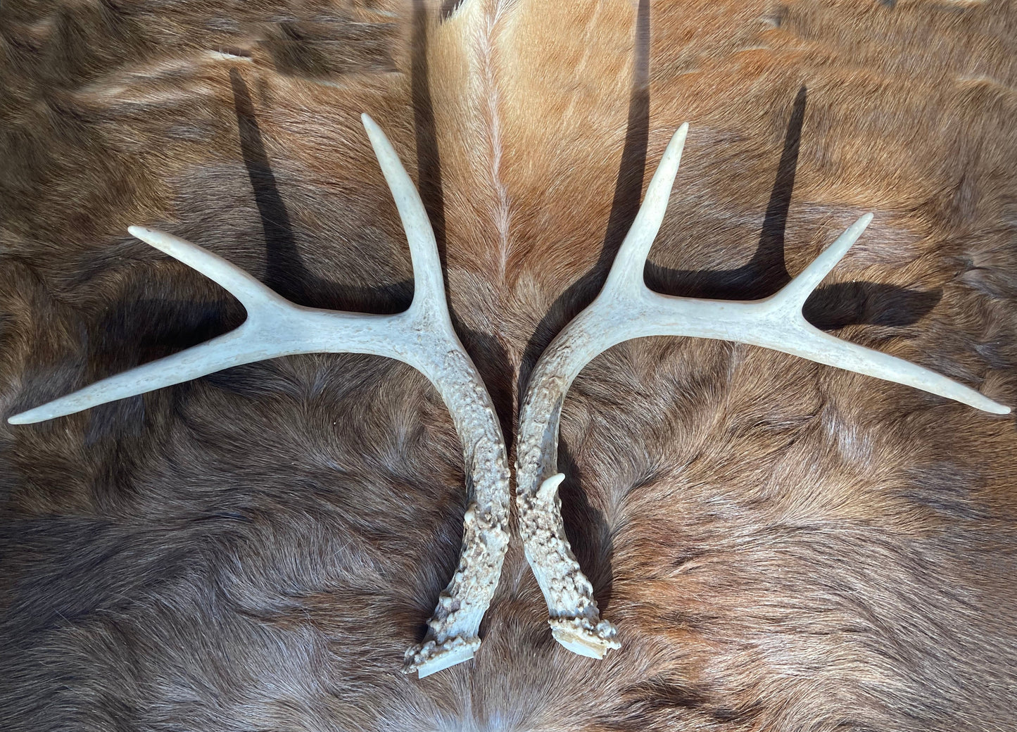 Whitetail Deer Antlers