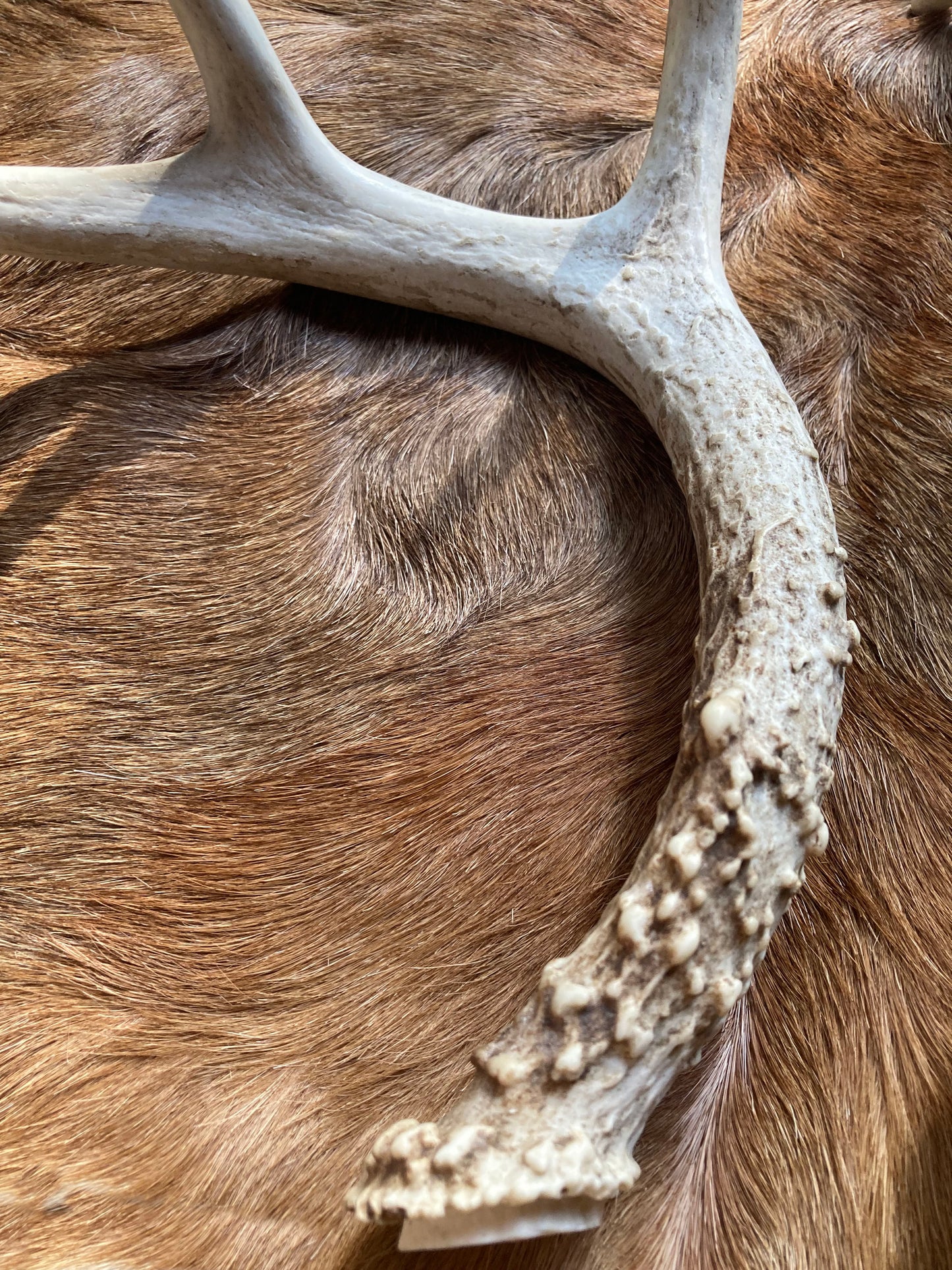 Whitetail Deer Antlers