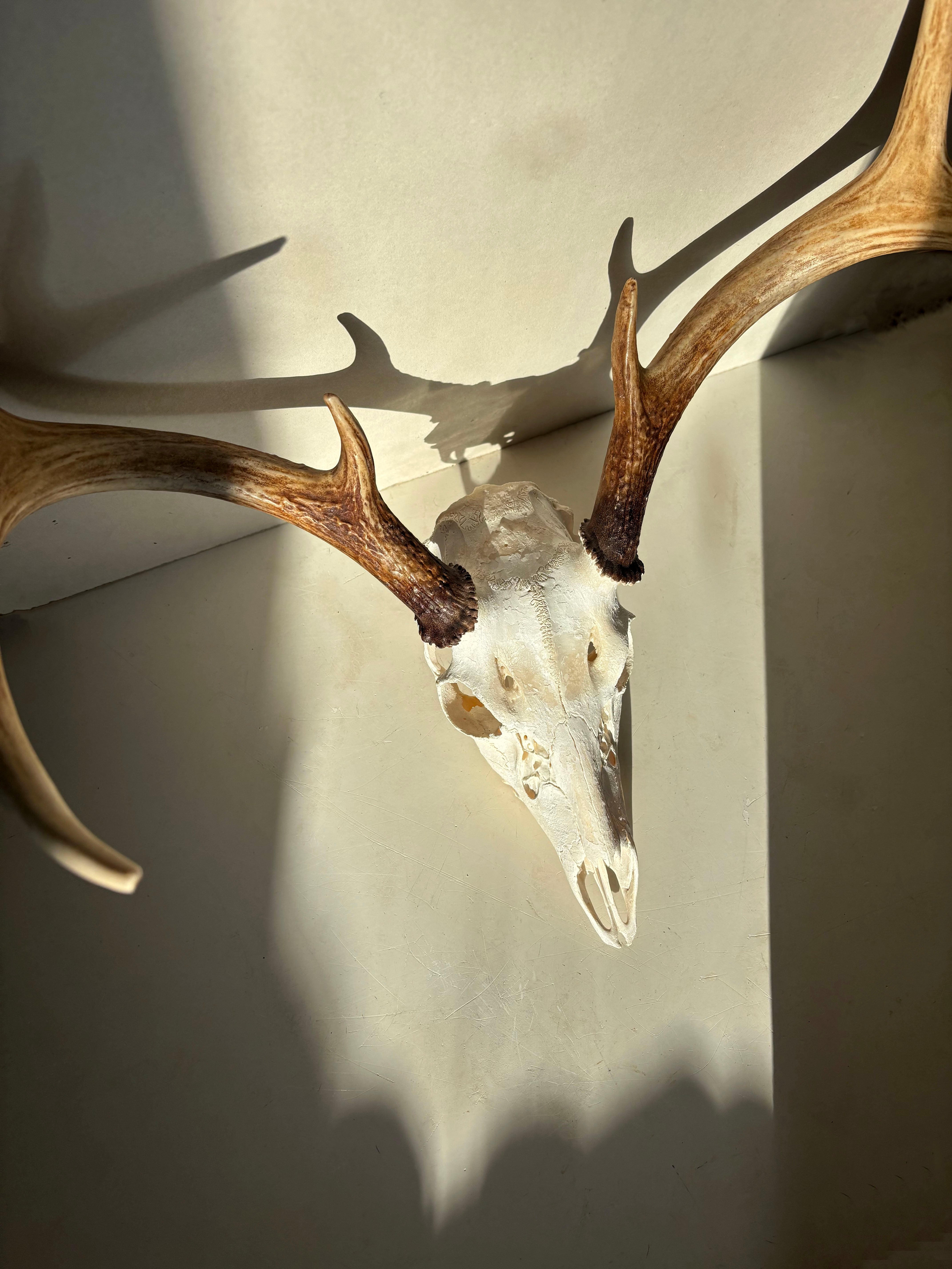 Whitetail Deer skull and antlers