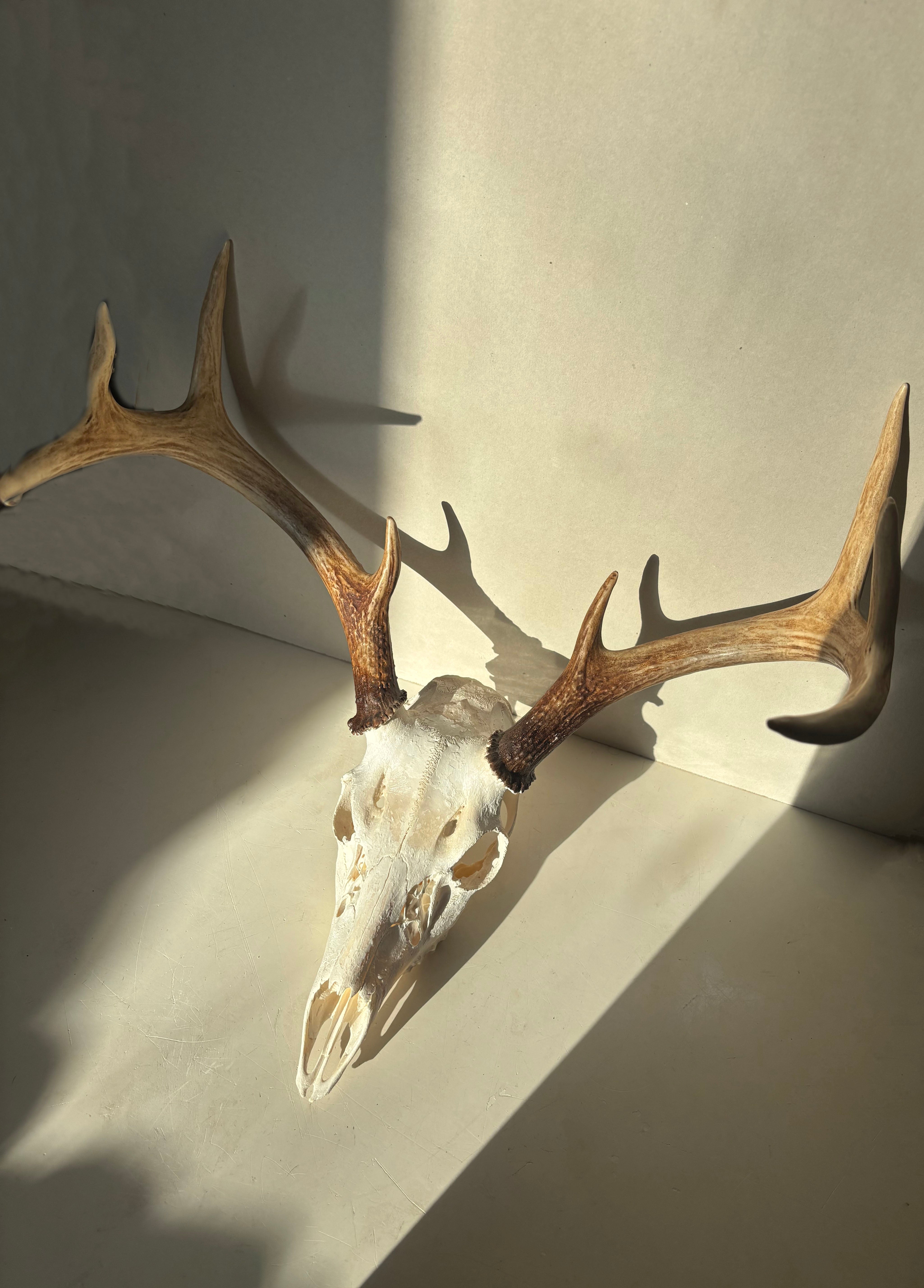 Whitetail Deer skull and antlers