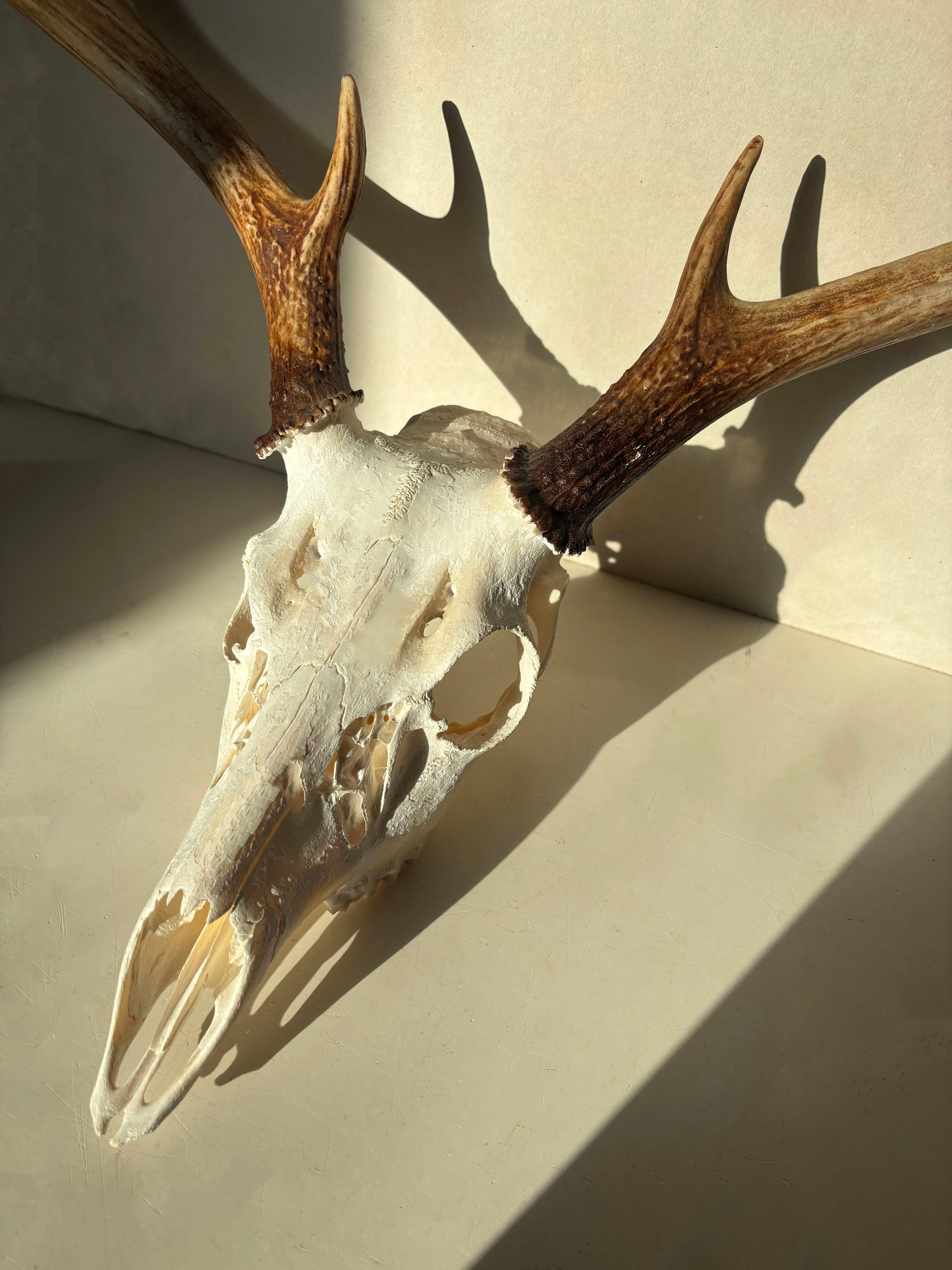 Whitetail Deer skull and antlers