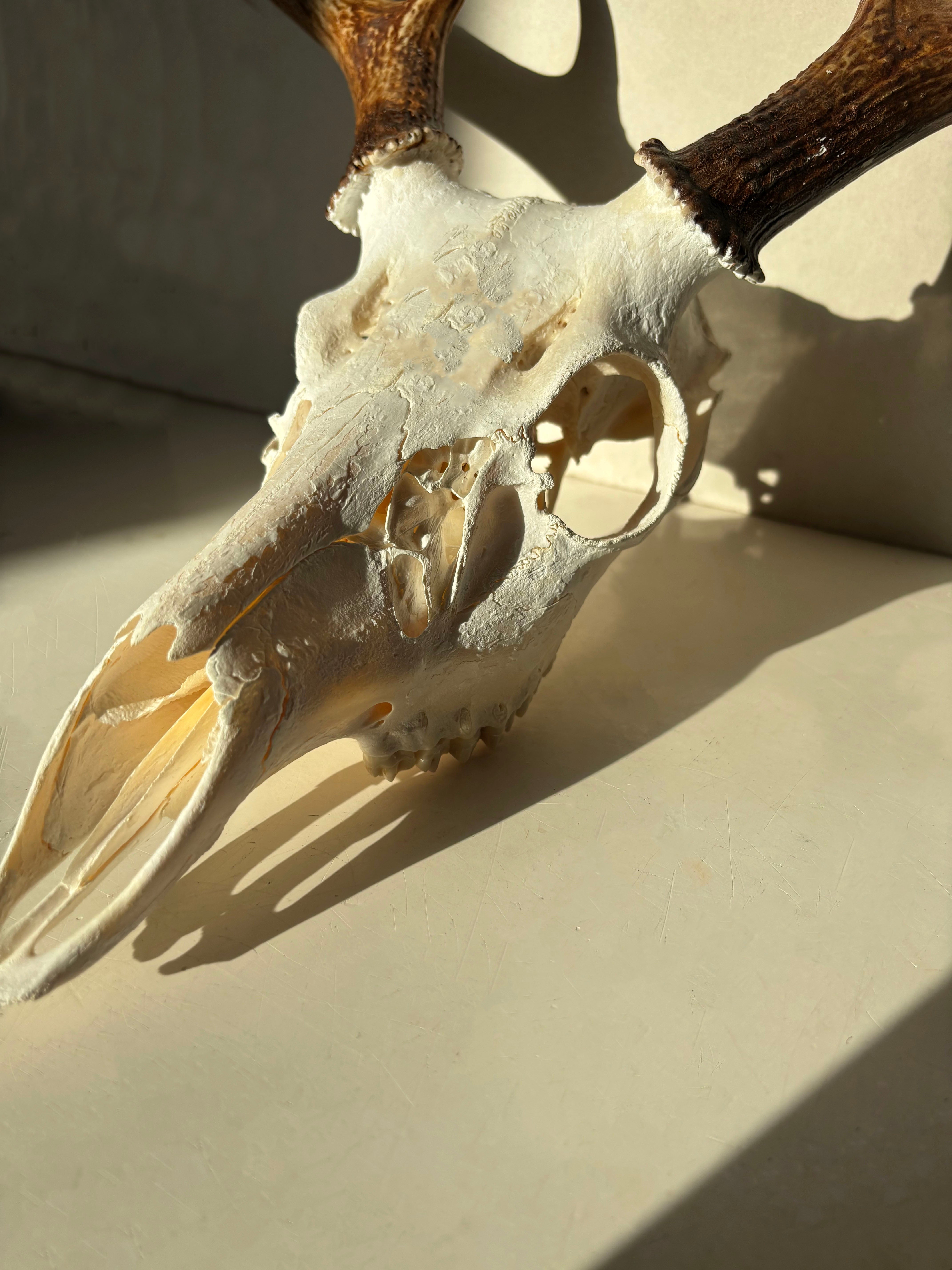 Whitetail Deer skull and antlers
