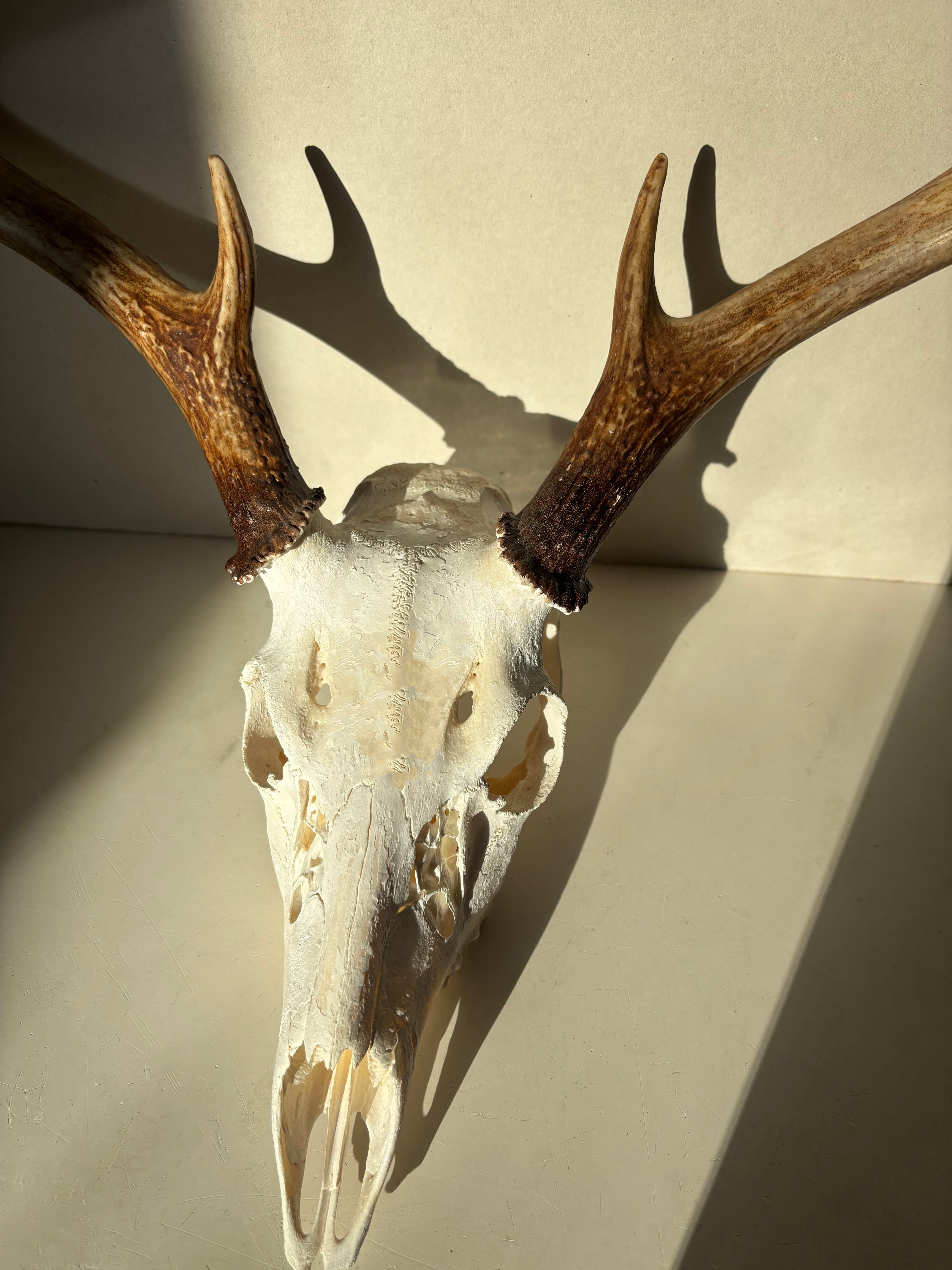 Whitetail Deer skull and antlers