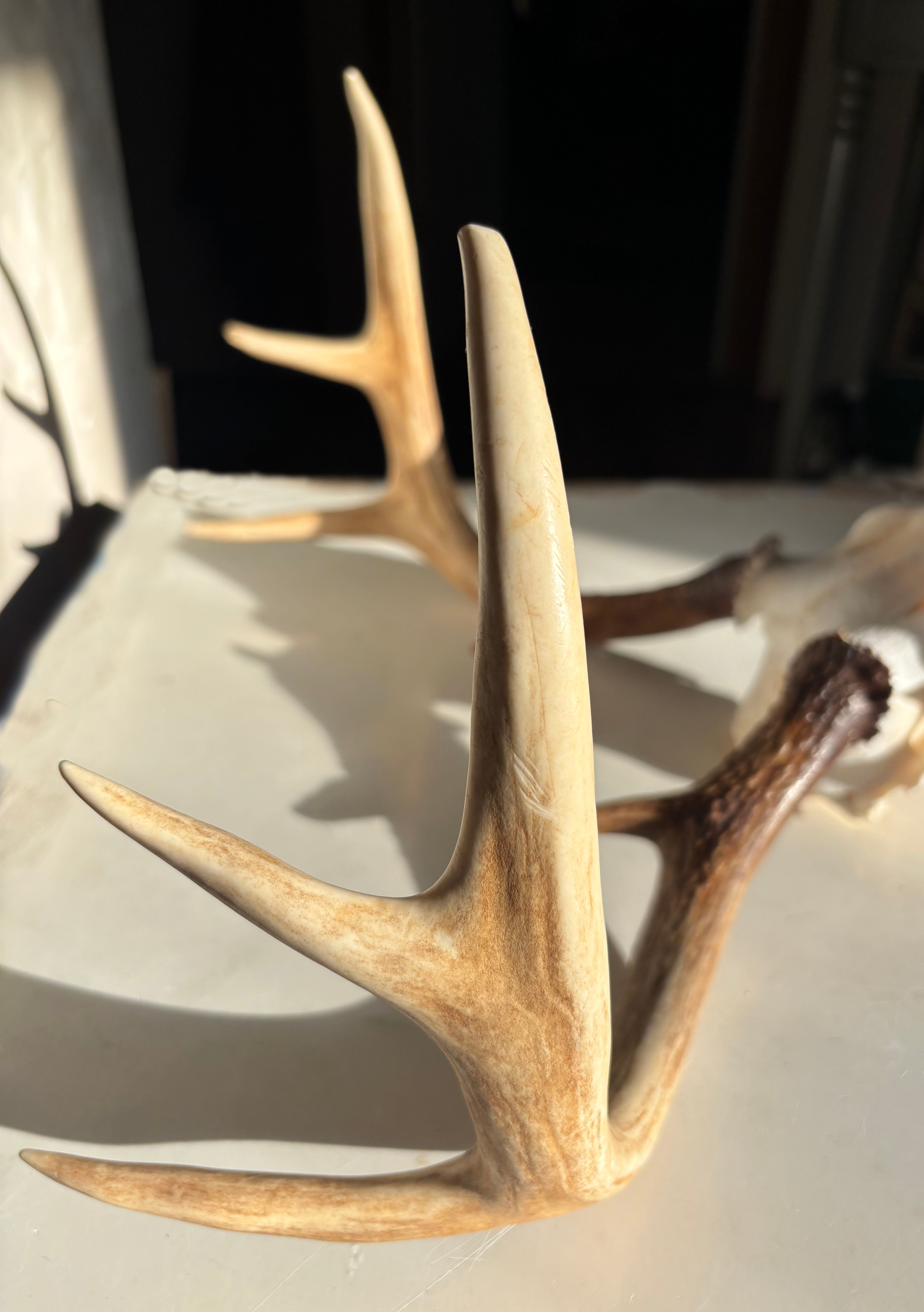 Whitetail Deer skull and antlers