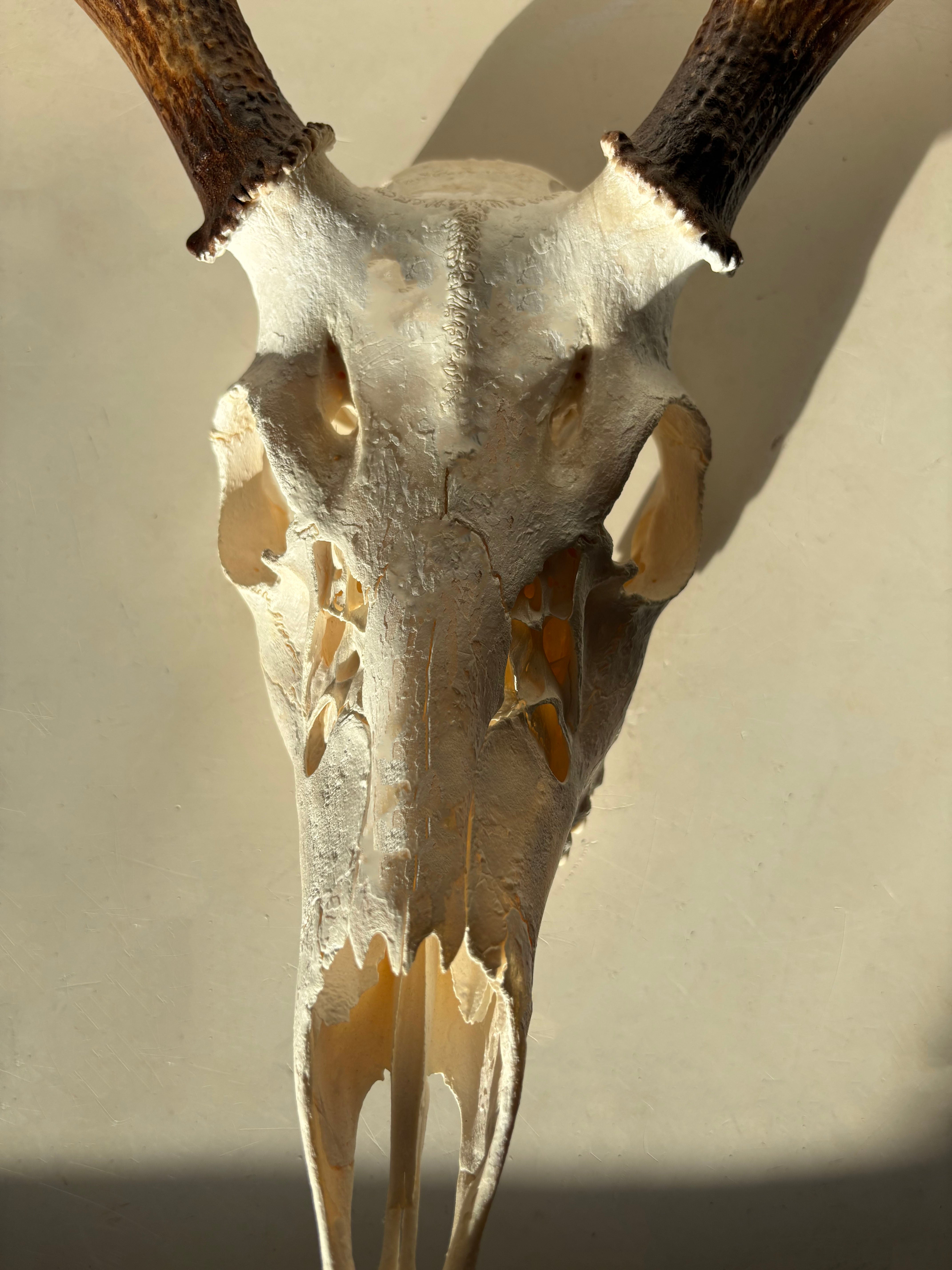 Whitetail Deer skull and antlers