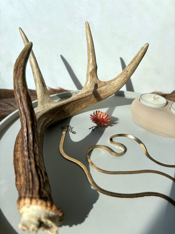 Whitetail Deer Antler
