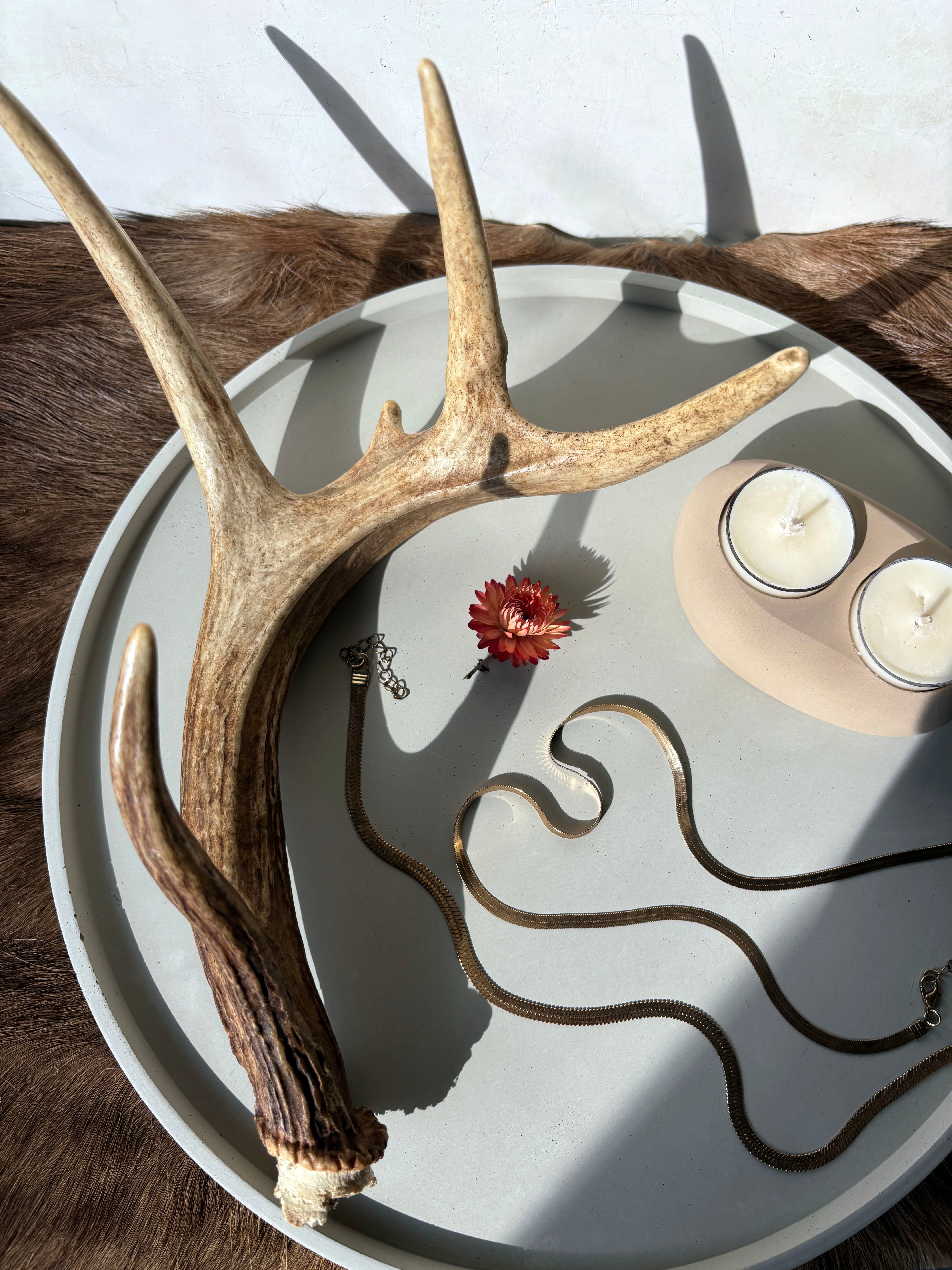 Whitetail Deer Antler