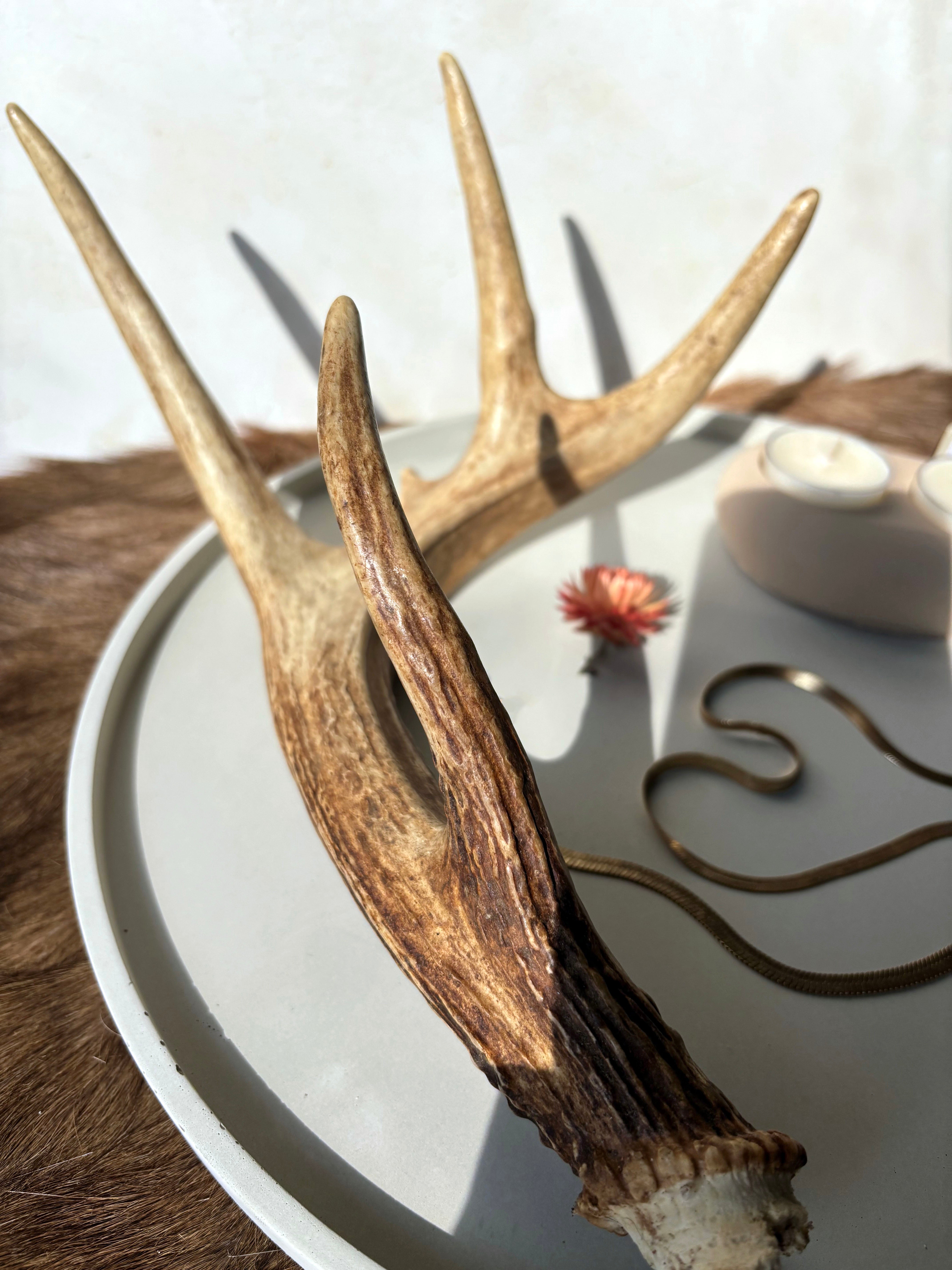 Whitetail Deer Antler