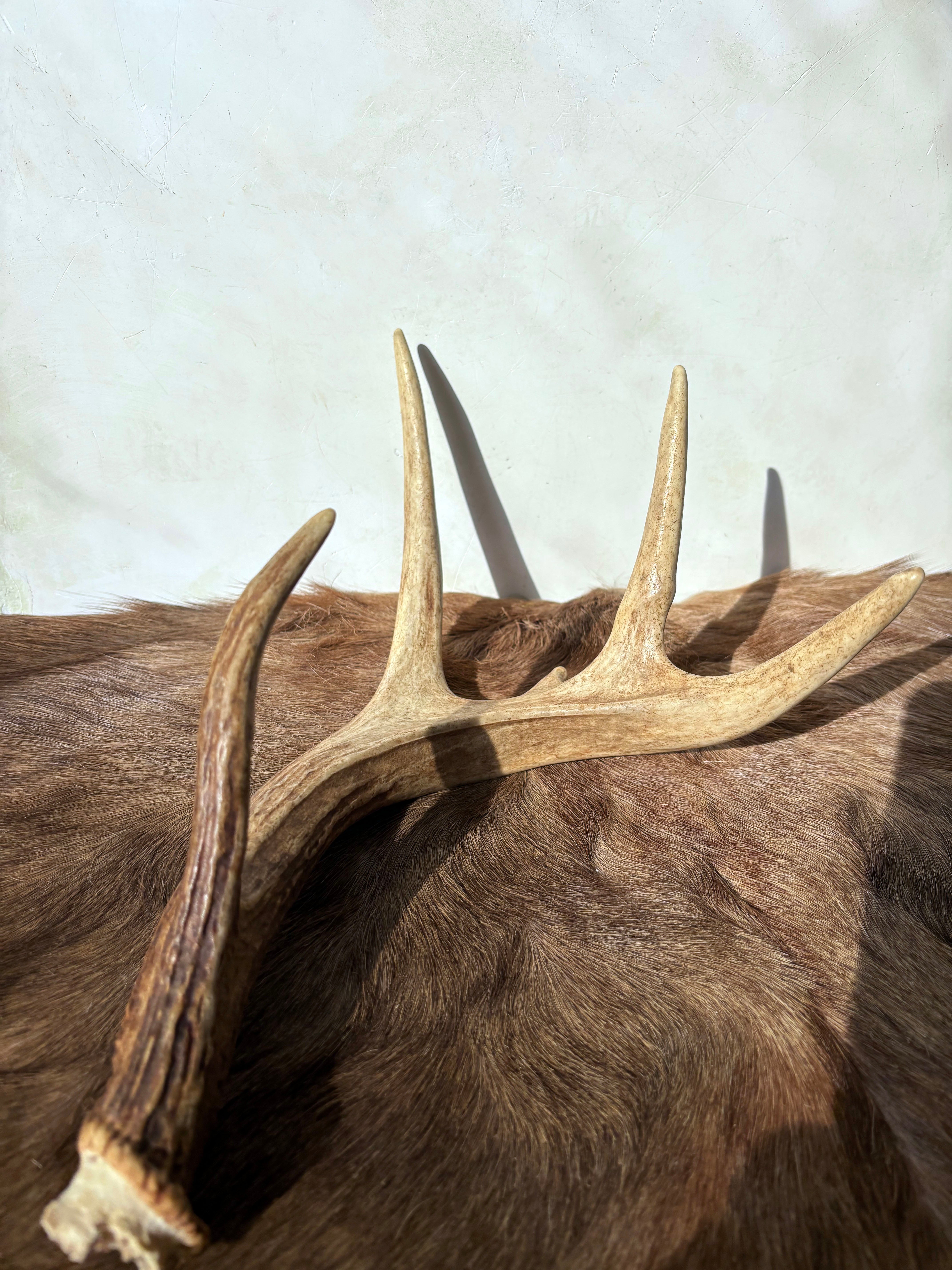 Whitetail Deer Antler