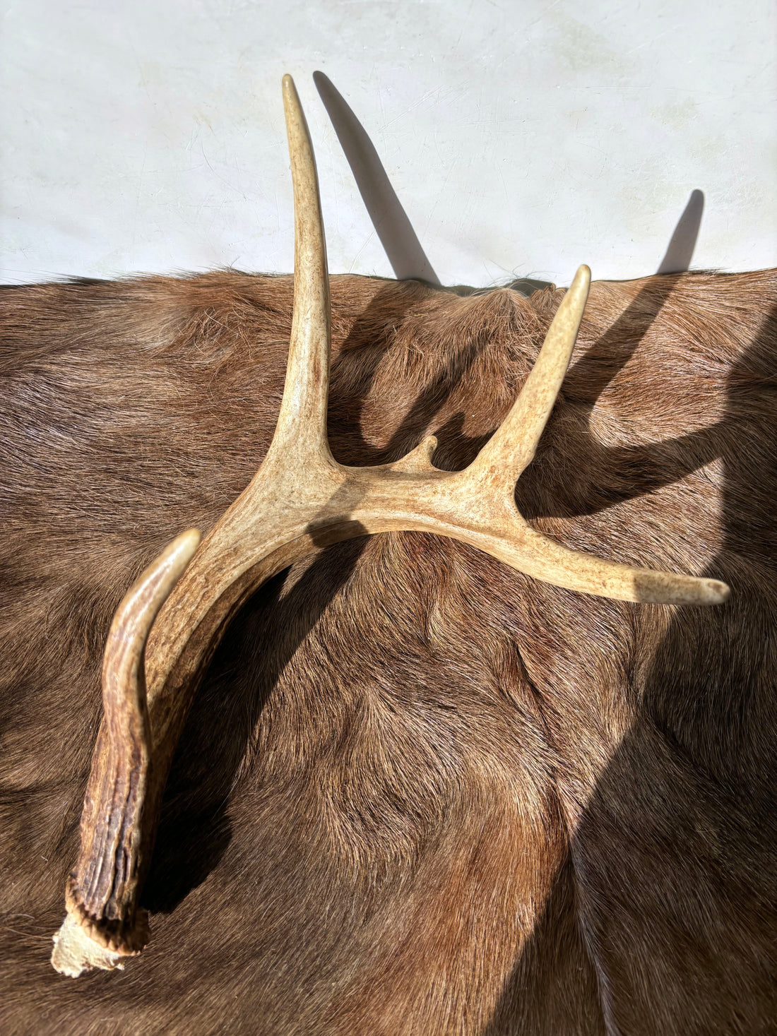 Whitetail Deer Antler