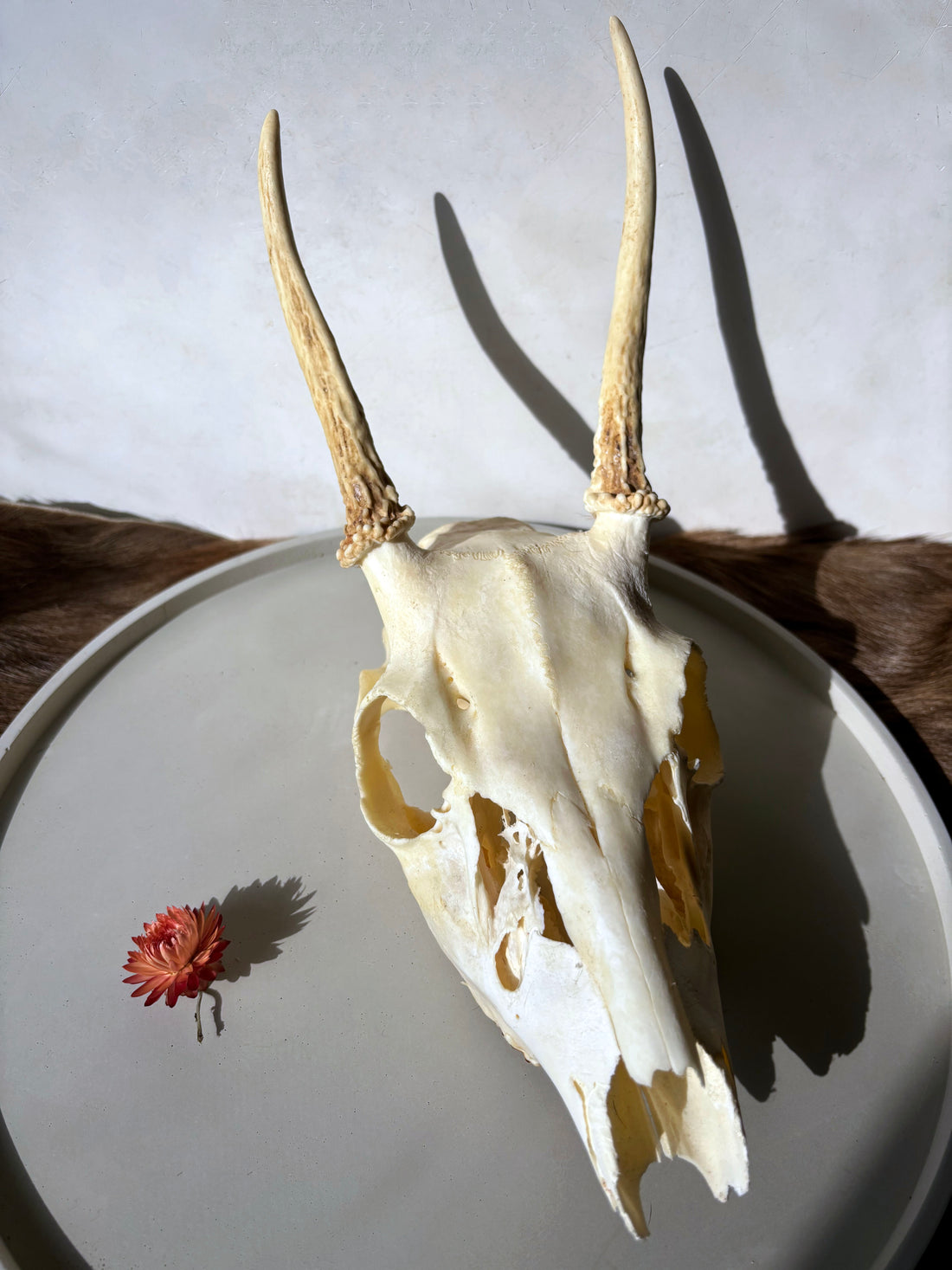 Whitetail Deer skull and antlers