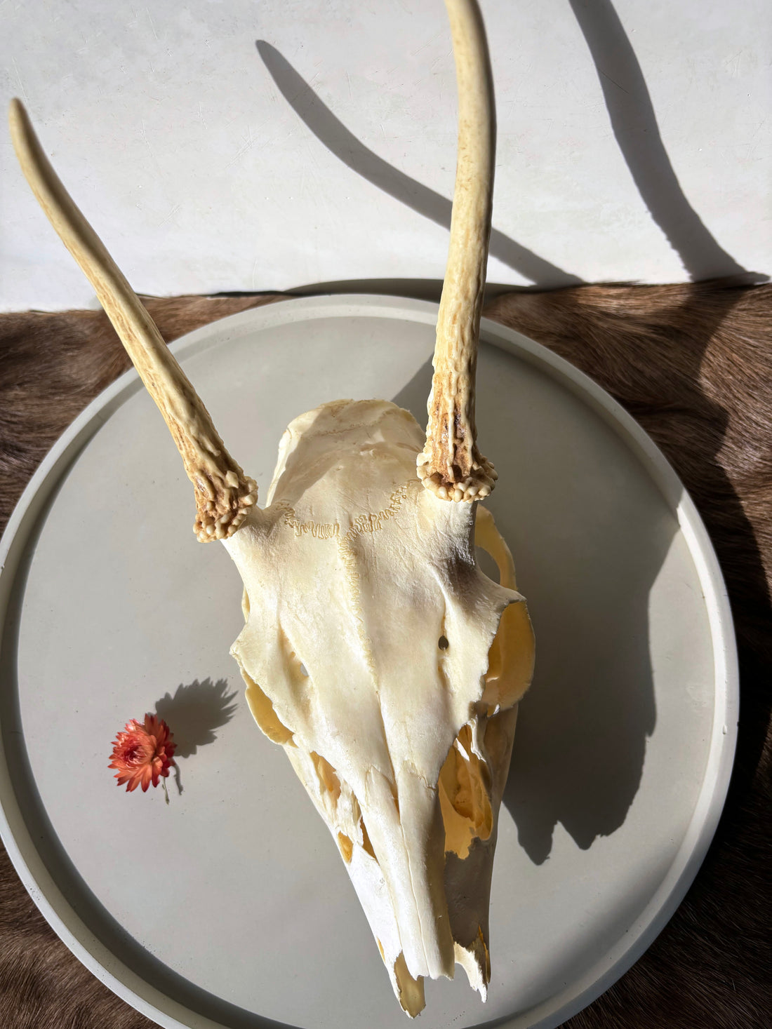 Whitetail Deer skull and antlers