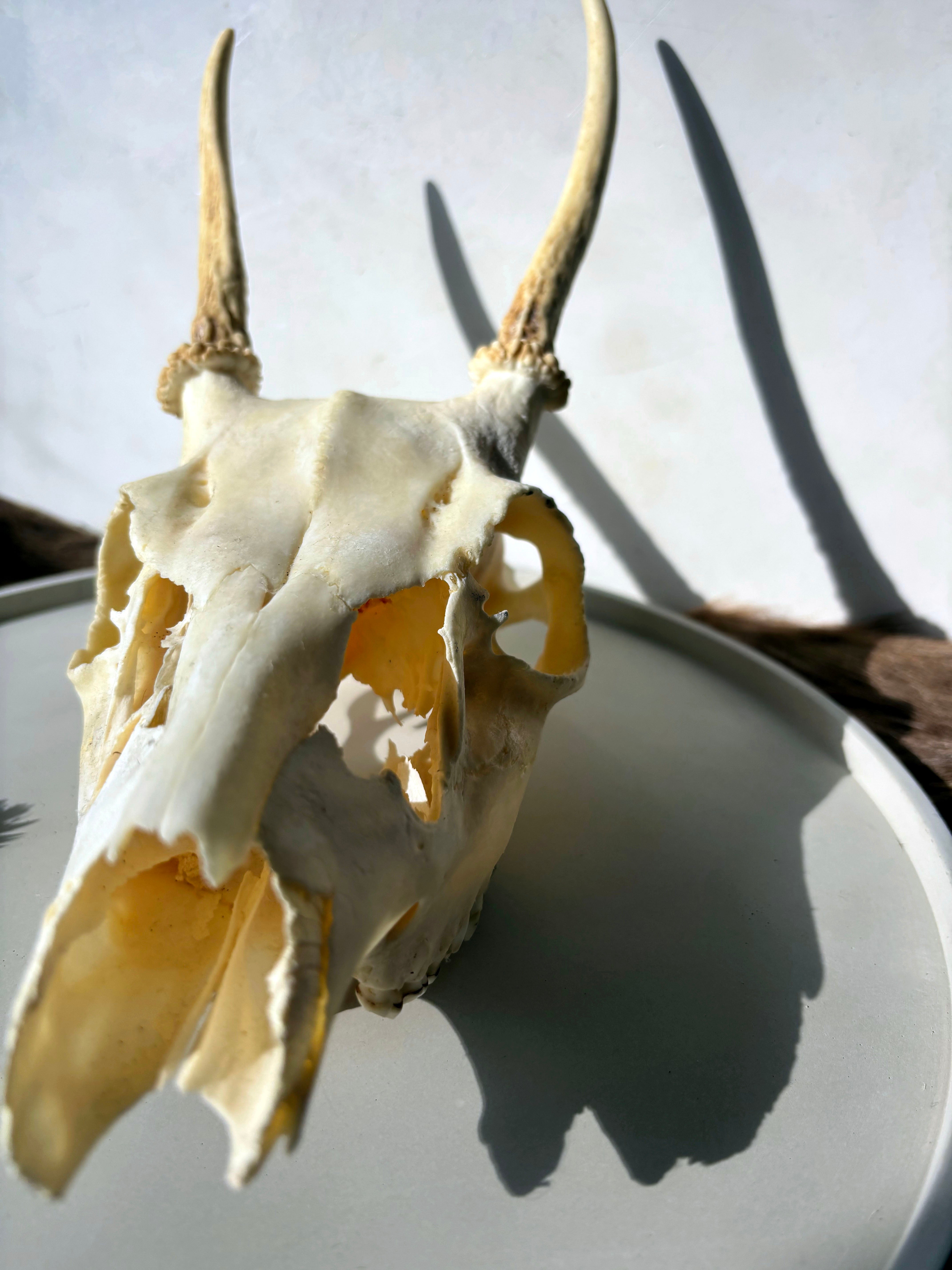 Whitetail Deer skull and antlers