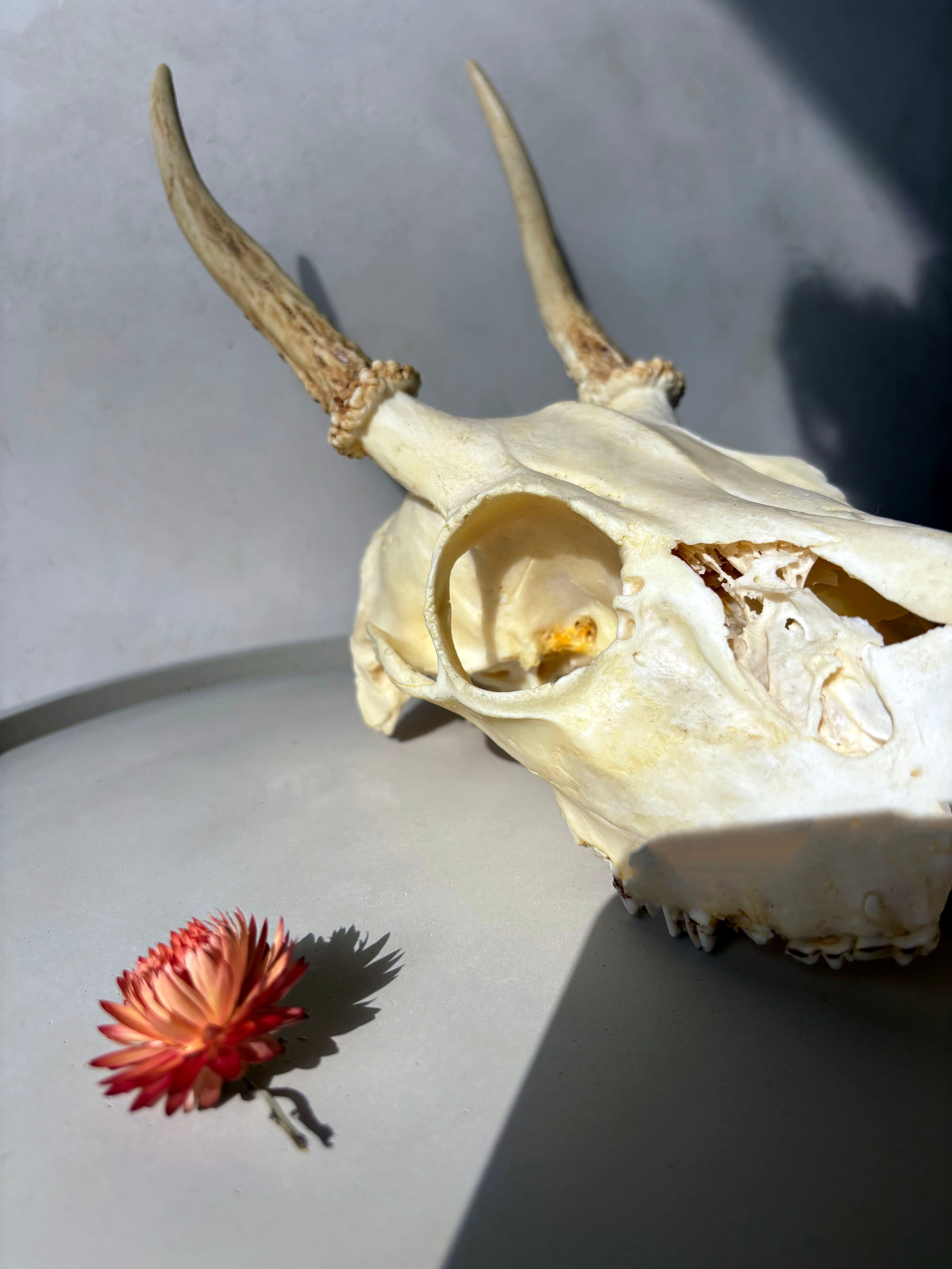 Whitetail Deer skull and antlers