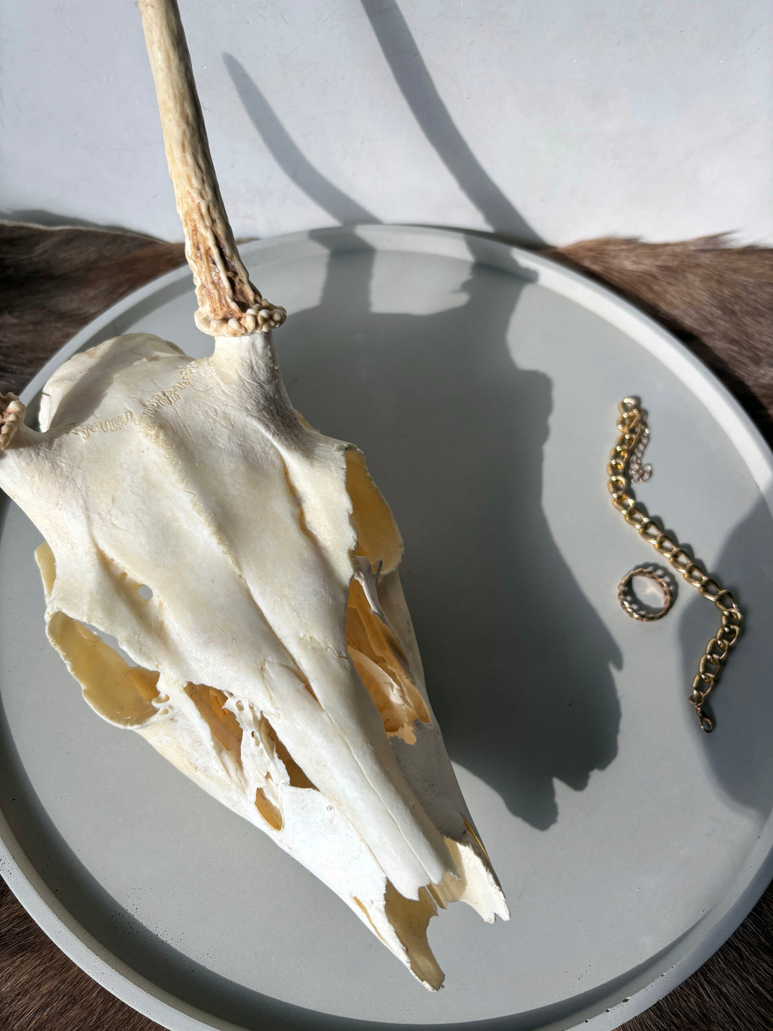 Whitetail Deer skull and antlers