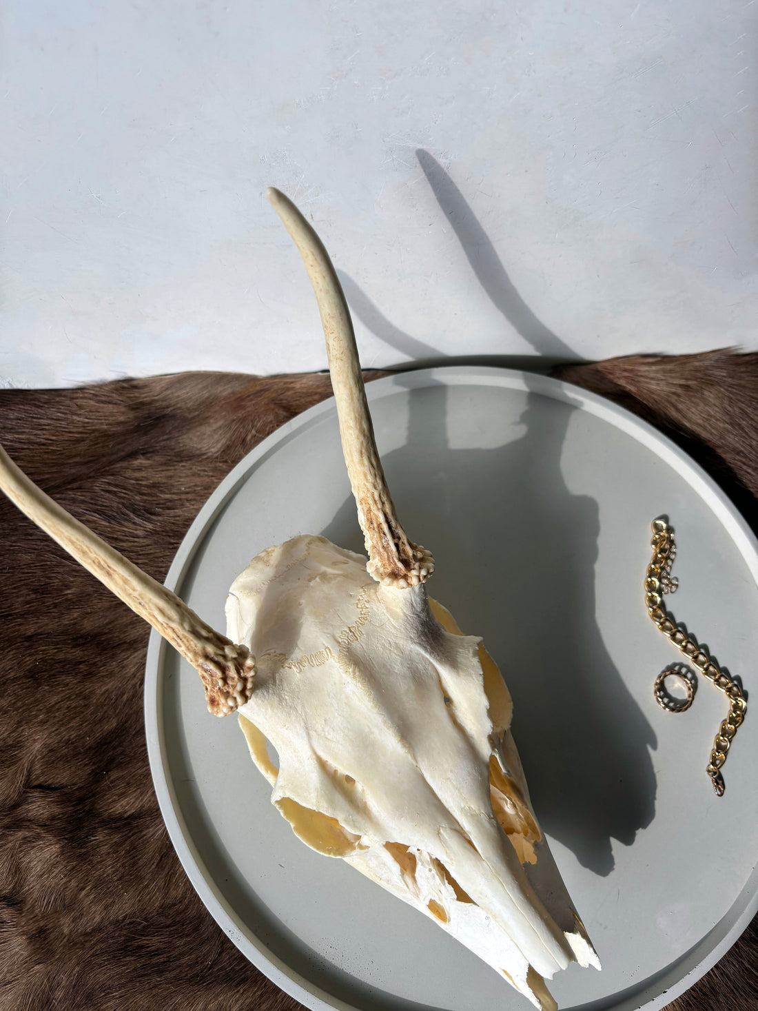 Whitetail Deer skull and antlers