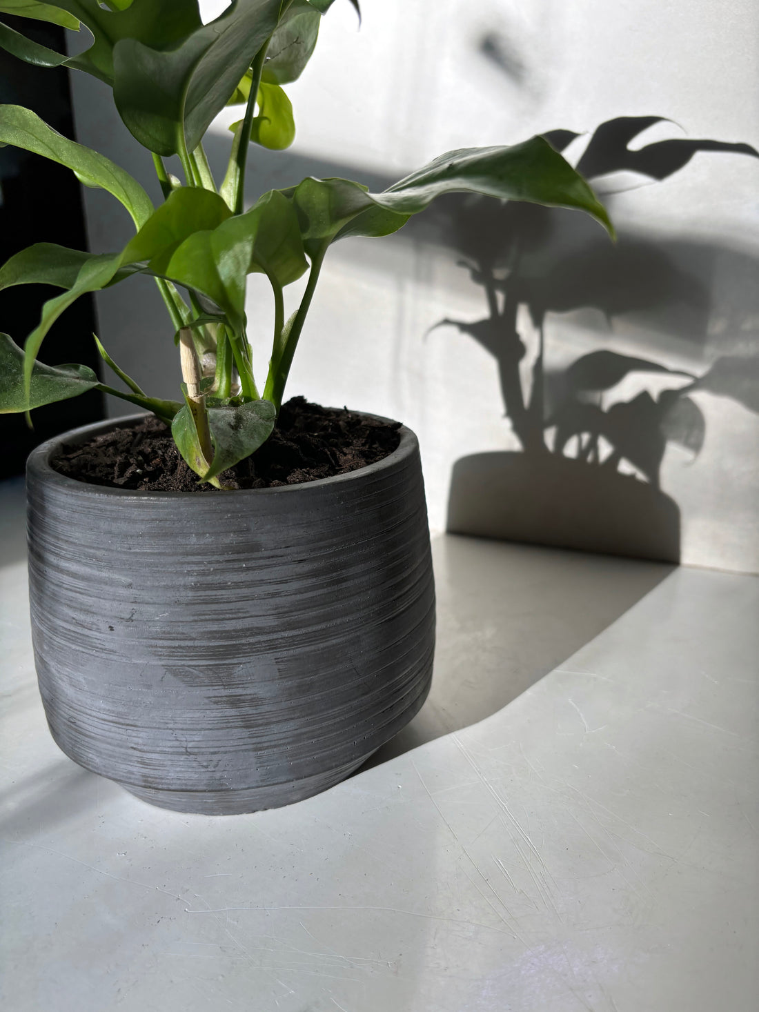 Concrete Flower Pot