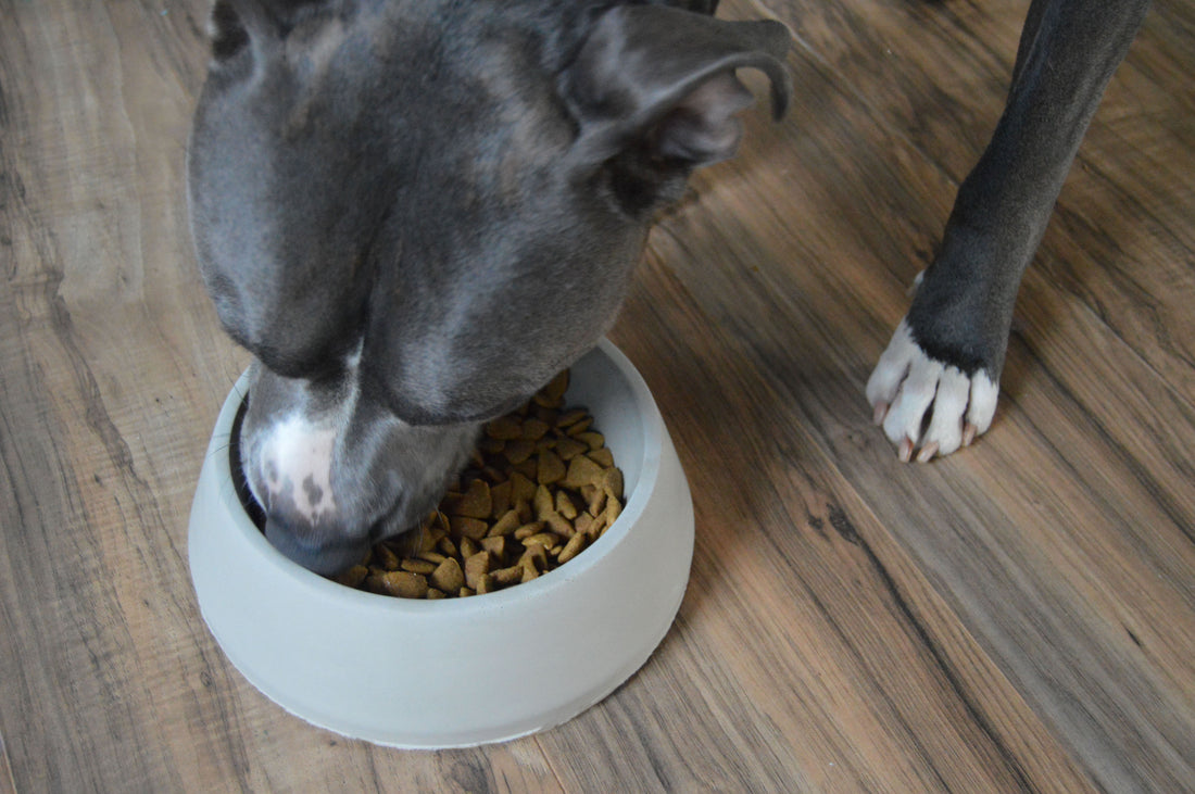 Stone Dog Bowl