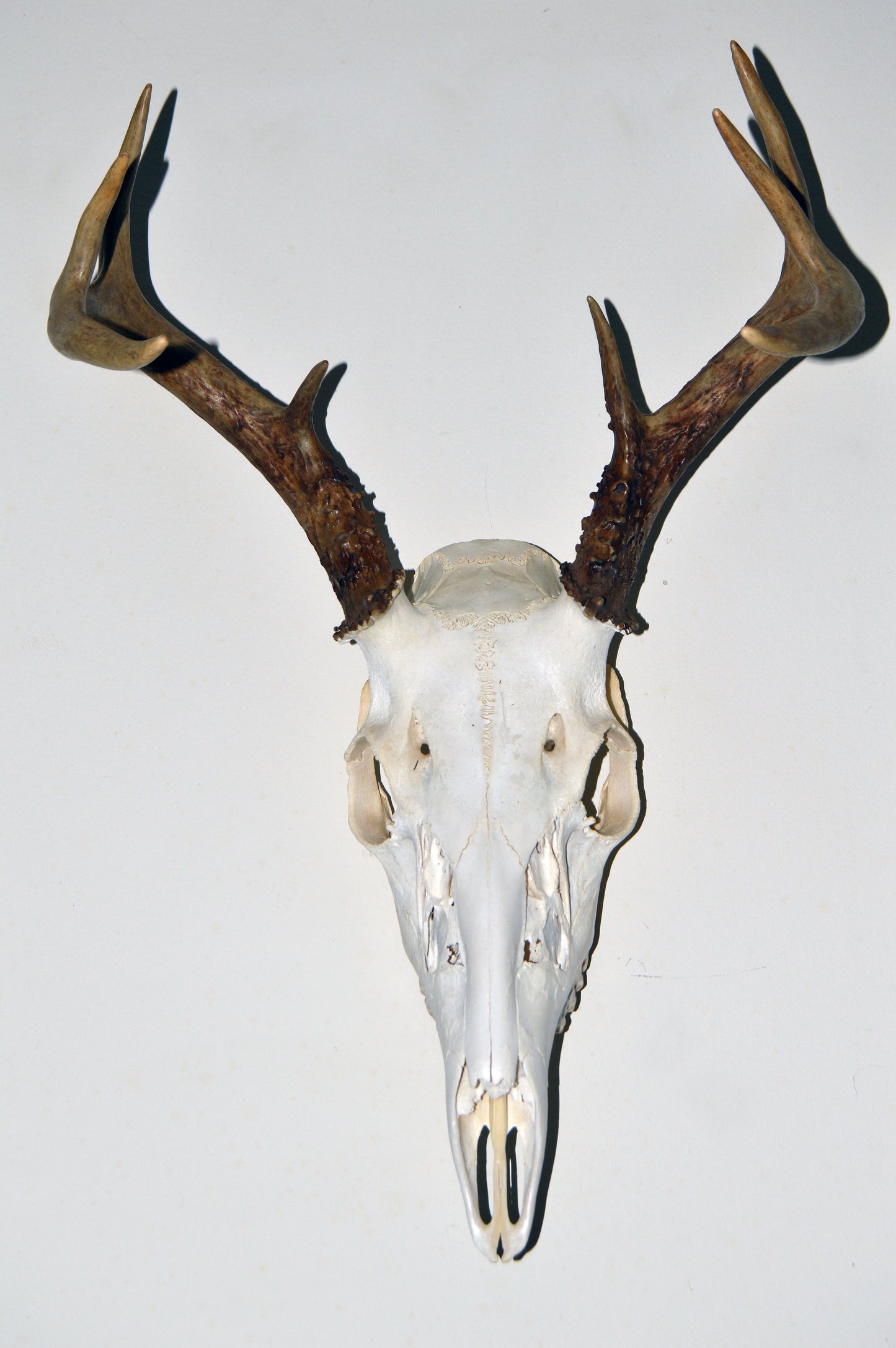Whitetail Deer skull and antlers