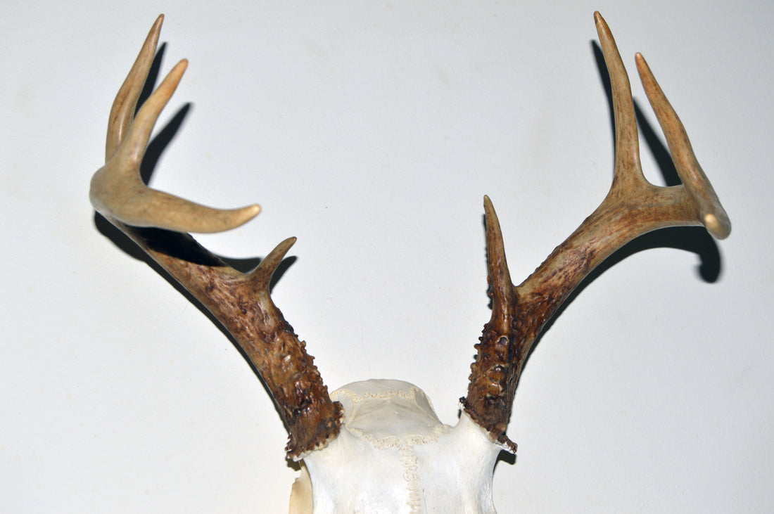 Whitetail Deer skull and antlers