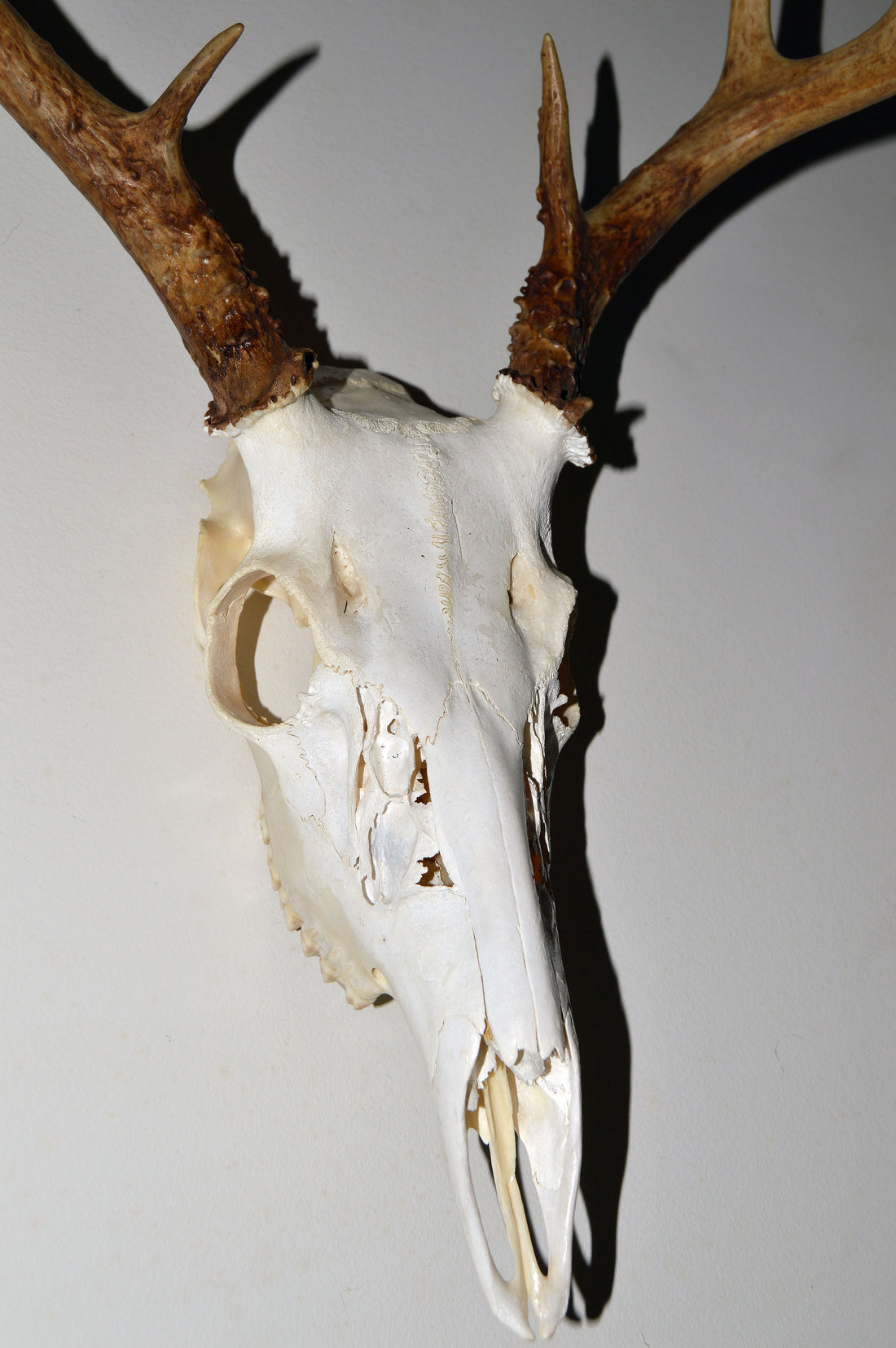 Whitetail Deer skull and antlers