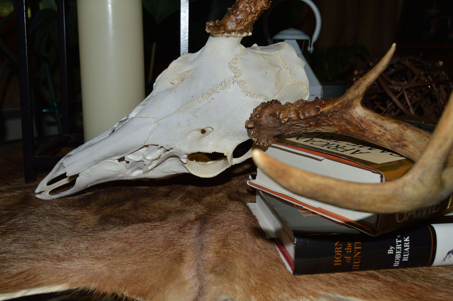 Whitetail Deer skull and antlers