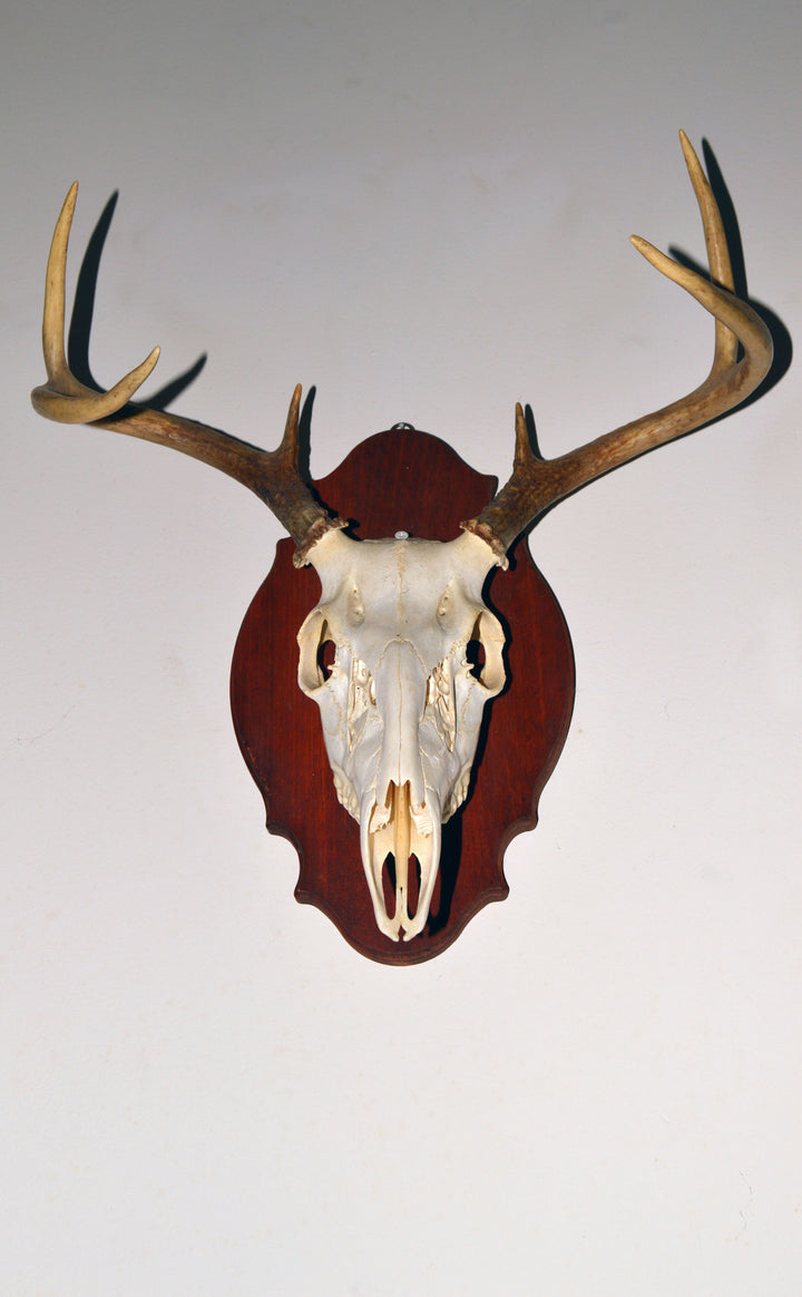 Whitetail Deer skull and antlers