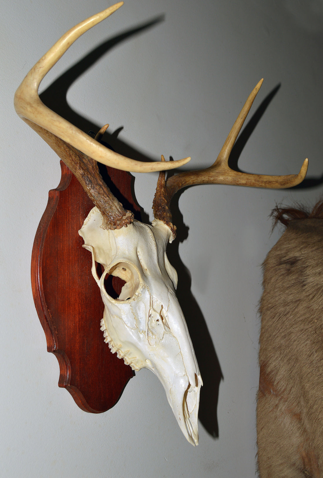 Whitetail Deer skull and antlers